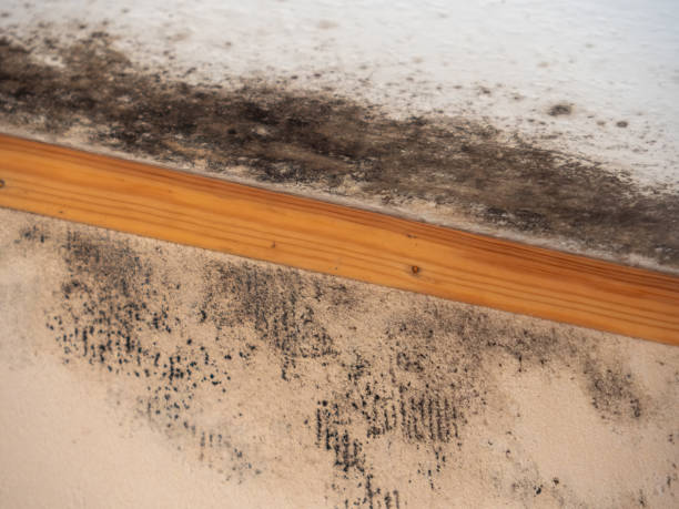 Mold Odor Removal Services in Lewiston, MN